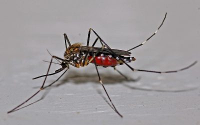 mosquito-gad60e3d54_640